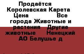 Продаётся!     Королевская Карета › Цена ­ 300 000 - Все города Животные и растения » Другие животные   . Ненецкий АО,Белушье д.